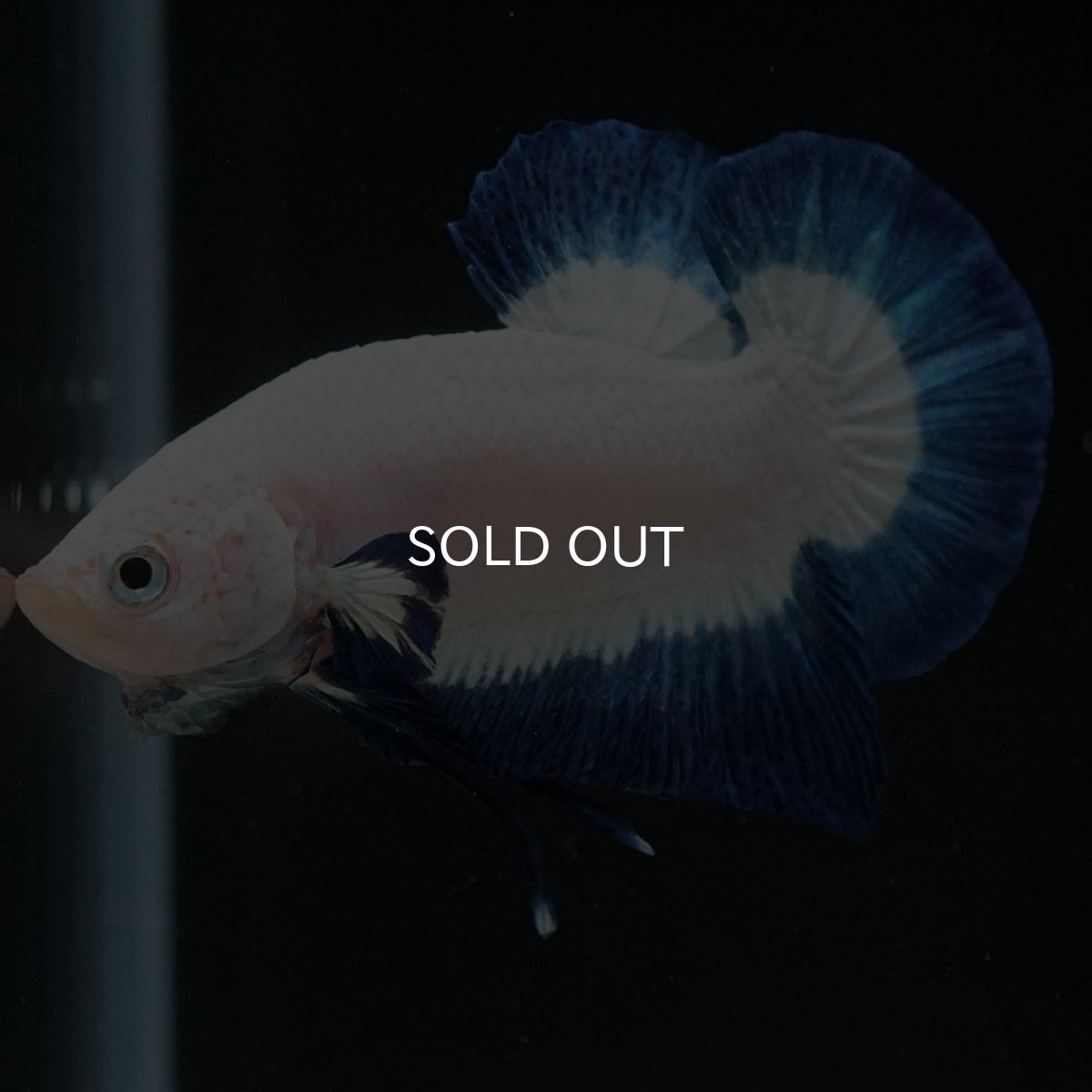 画像5: HMPK　ブルーリム (5)