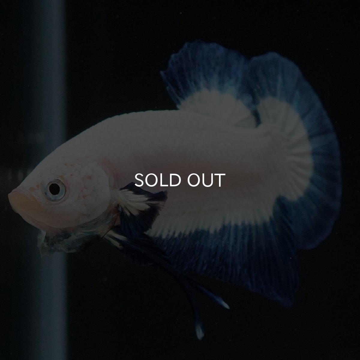 画像3: HMPK　ブルーリム (3)