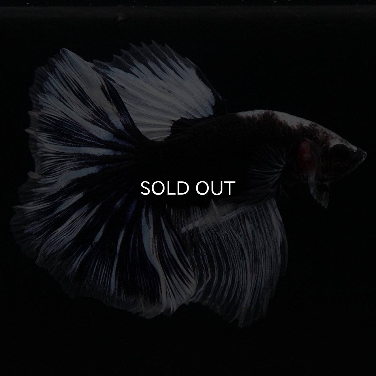 画像12: HM　ブラックファンシー (12)