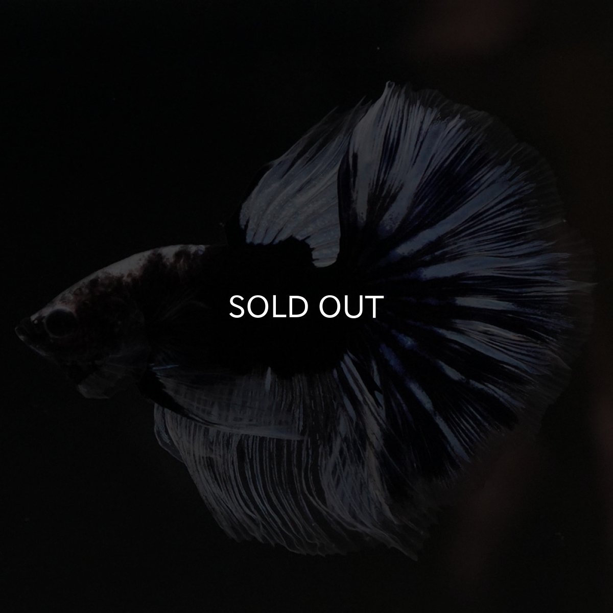 画像13: HM　ブラックファンシー (13)