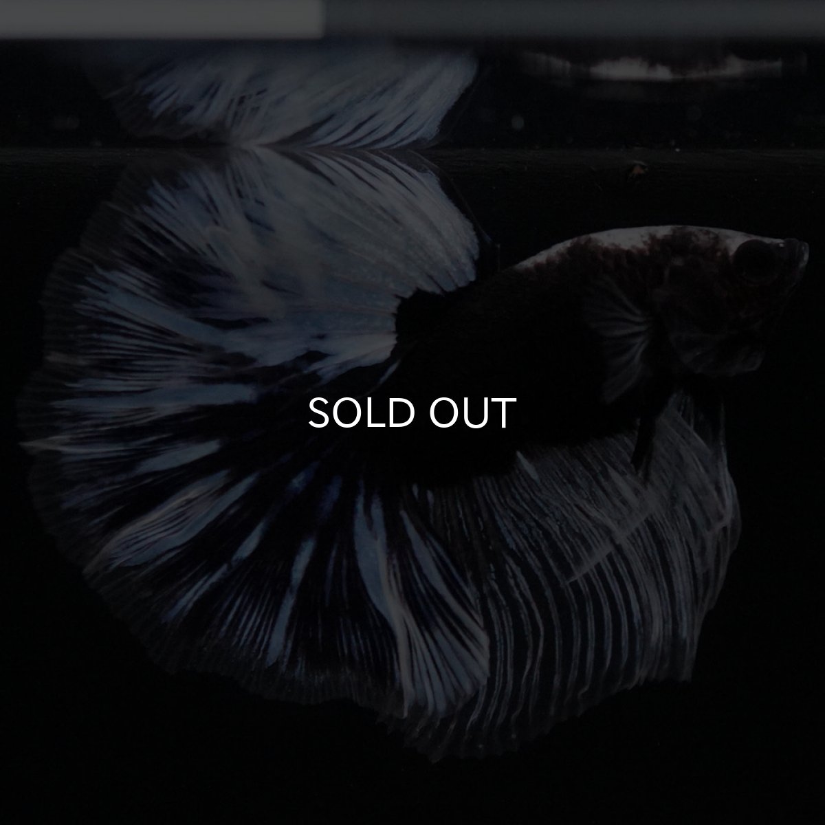 画像10: HM　ブラックファンシー (10)