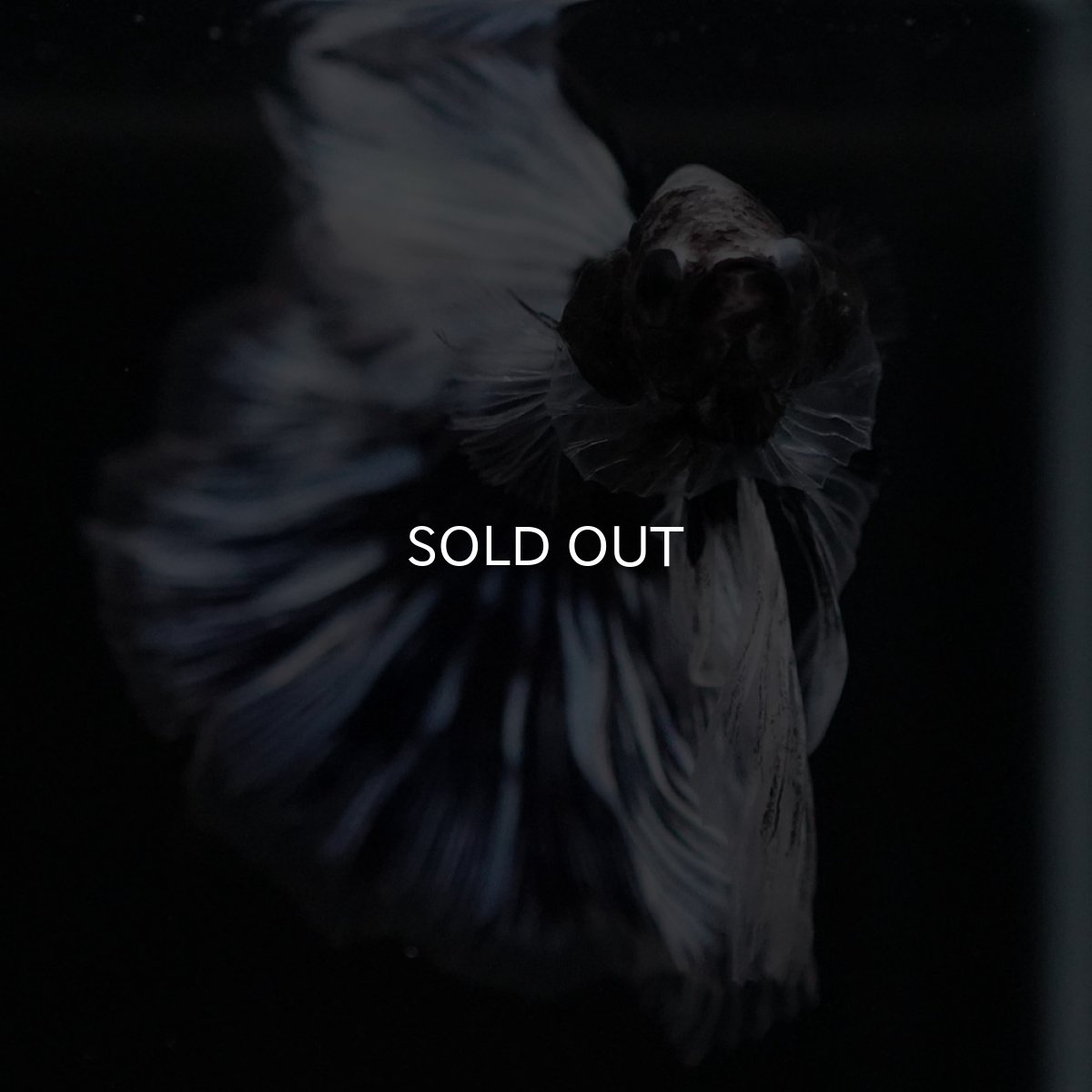 画像3: HM　ブラックファンシー (3)