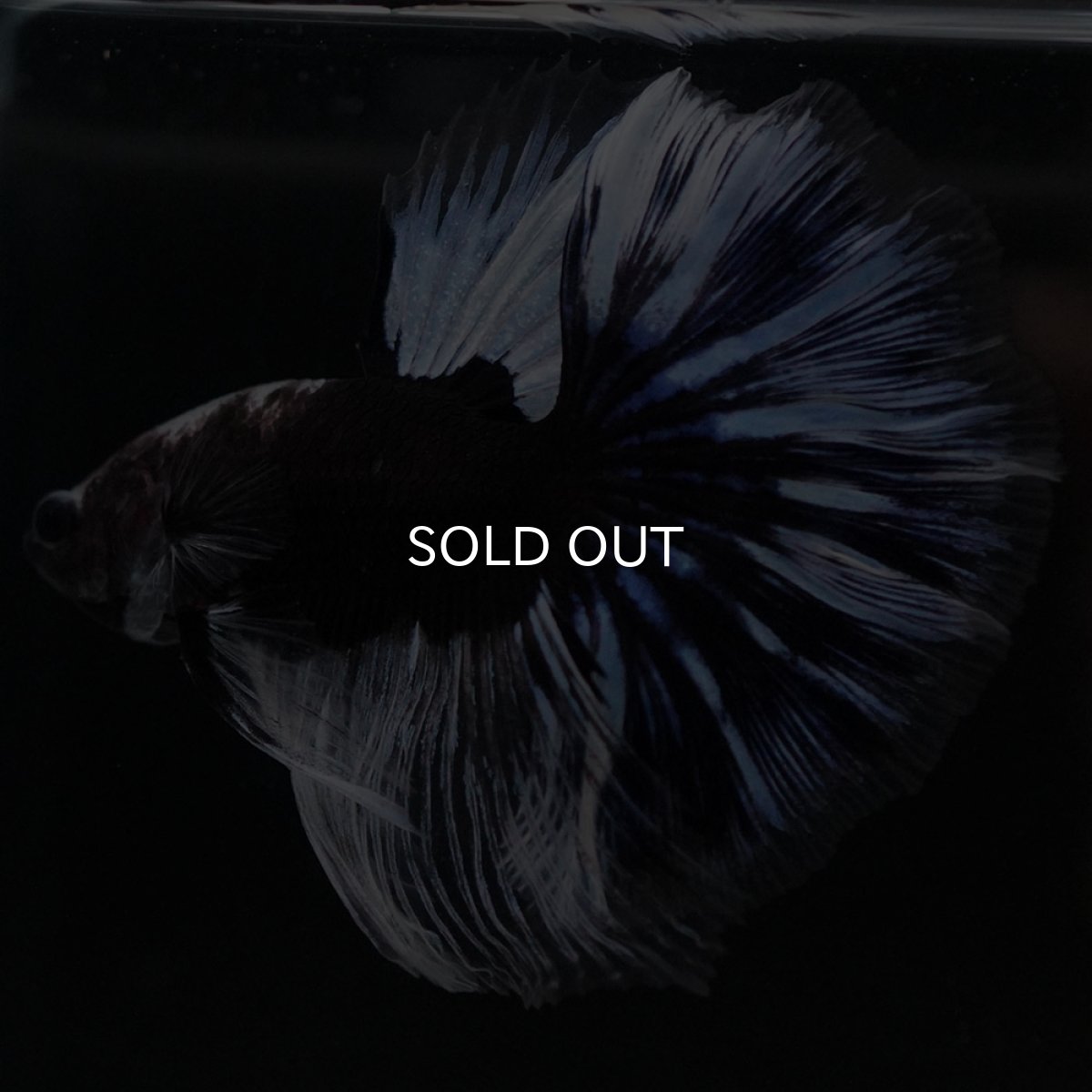 画像11: HM　ブラックファンシー (11)