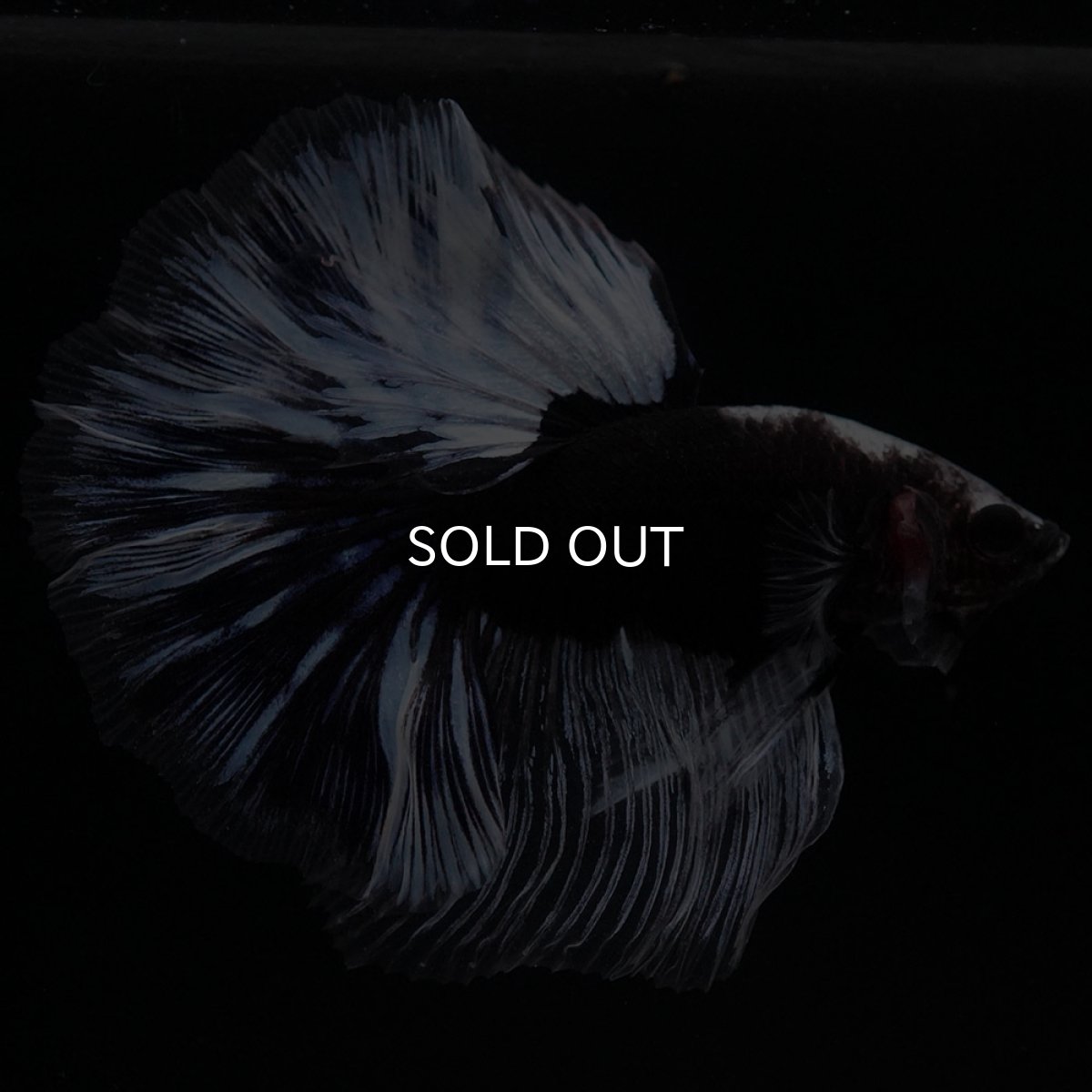 画像8: HM　ブラックファンシー (8)