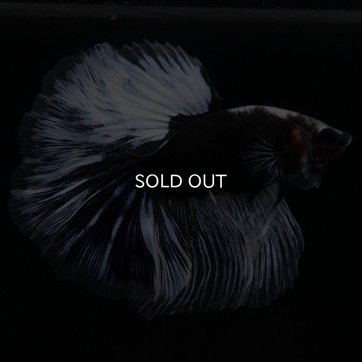 画像4: HM　ブラックファンシー (4)