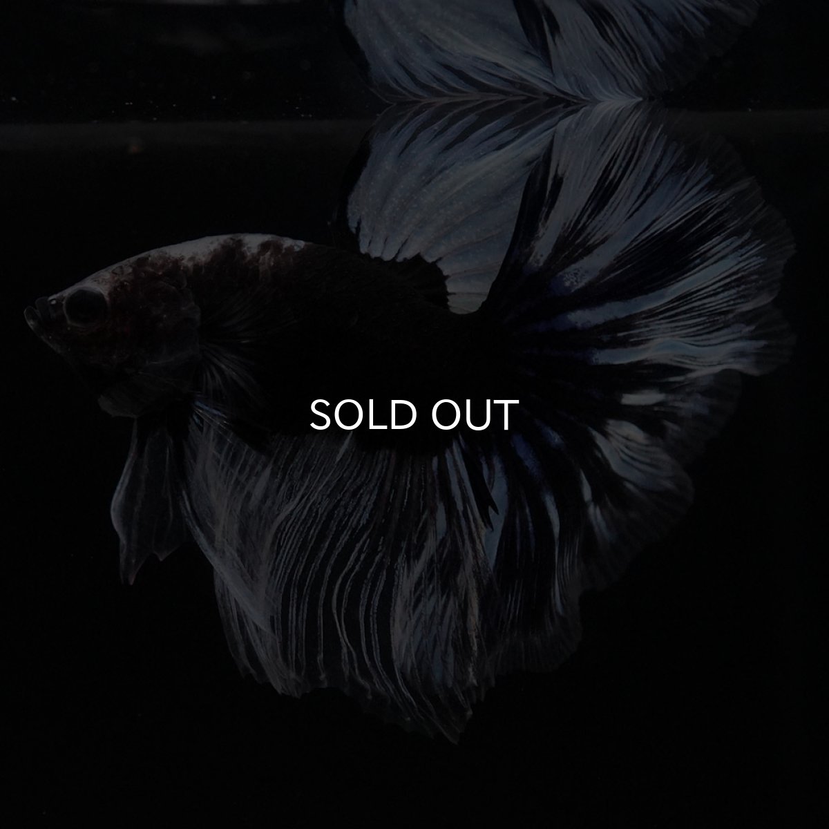 画像9: HM　ブラックファンシー (9)