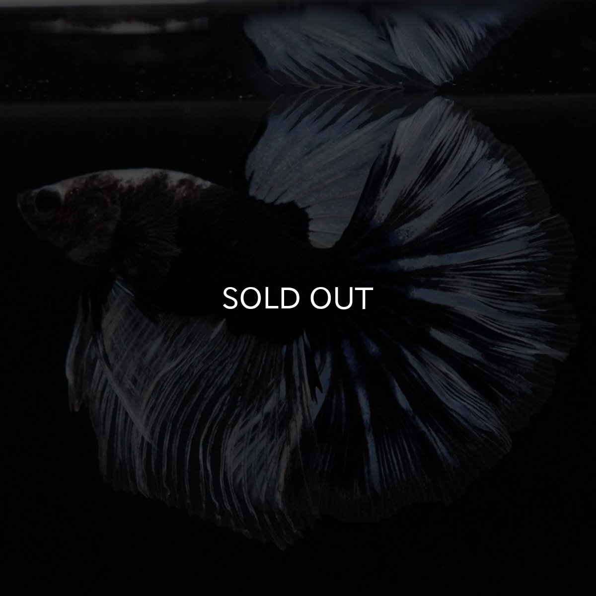 画像7: HM　ブラックファンシー (7)