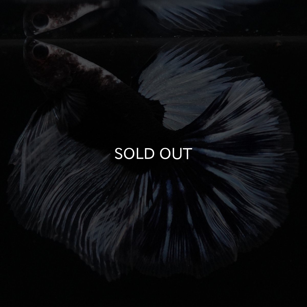 画像5: HM　ブラックファンシー (5)