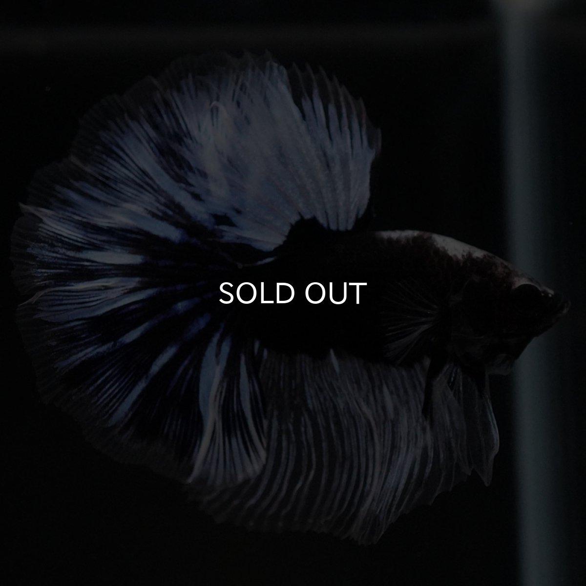 画像6: HM　ブラックファンシー (6)