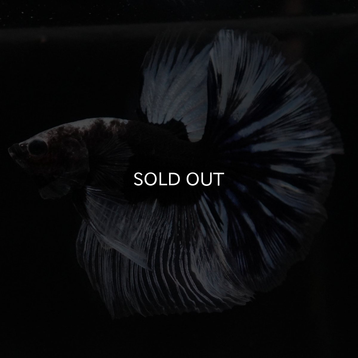 画像2: HM　ブラックファンシー (2)