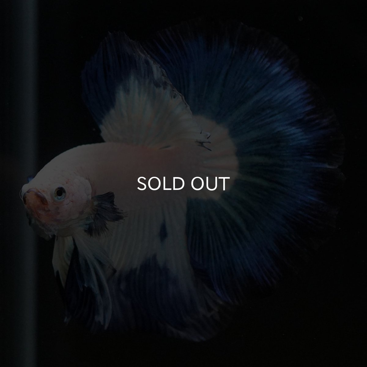 画像13: HM ホワイトブルー (13)