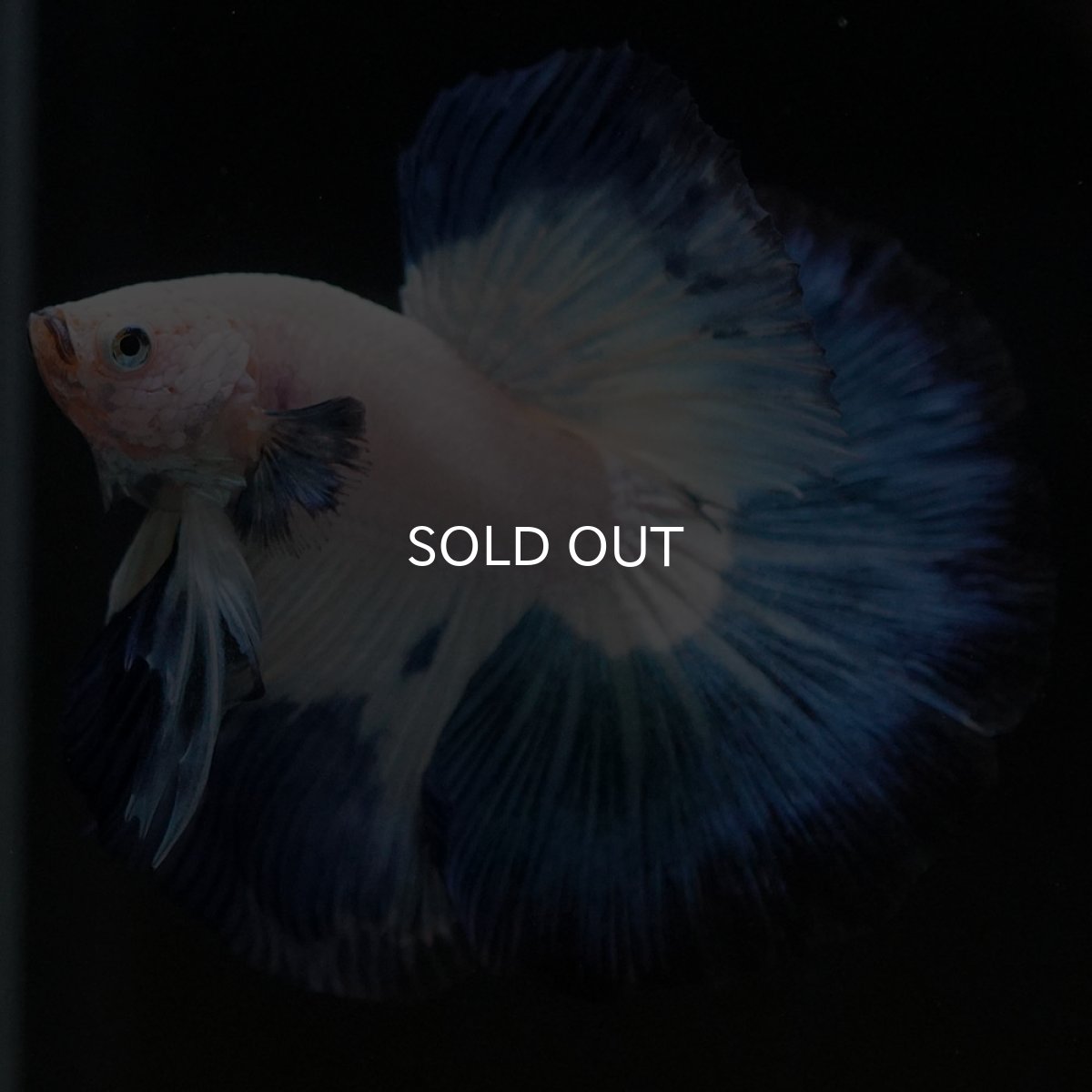 画像12: HM ホワイトブルー (12)