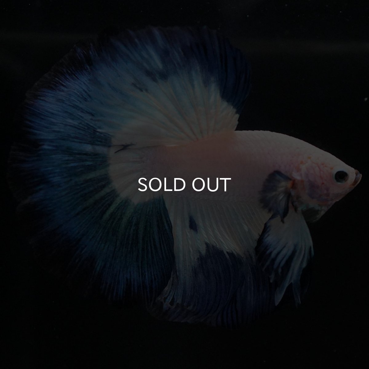 画像11: HM ホワイトブルー (11)