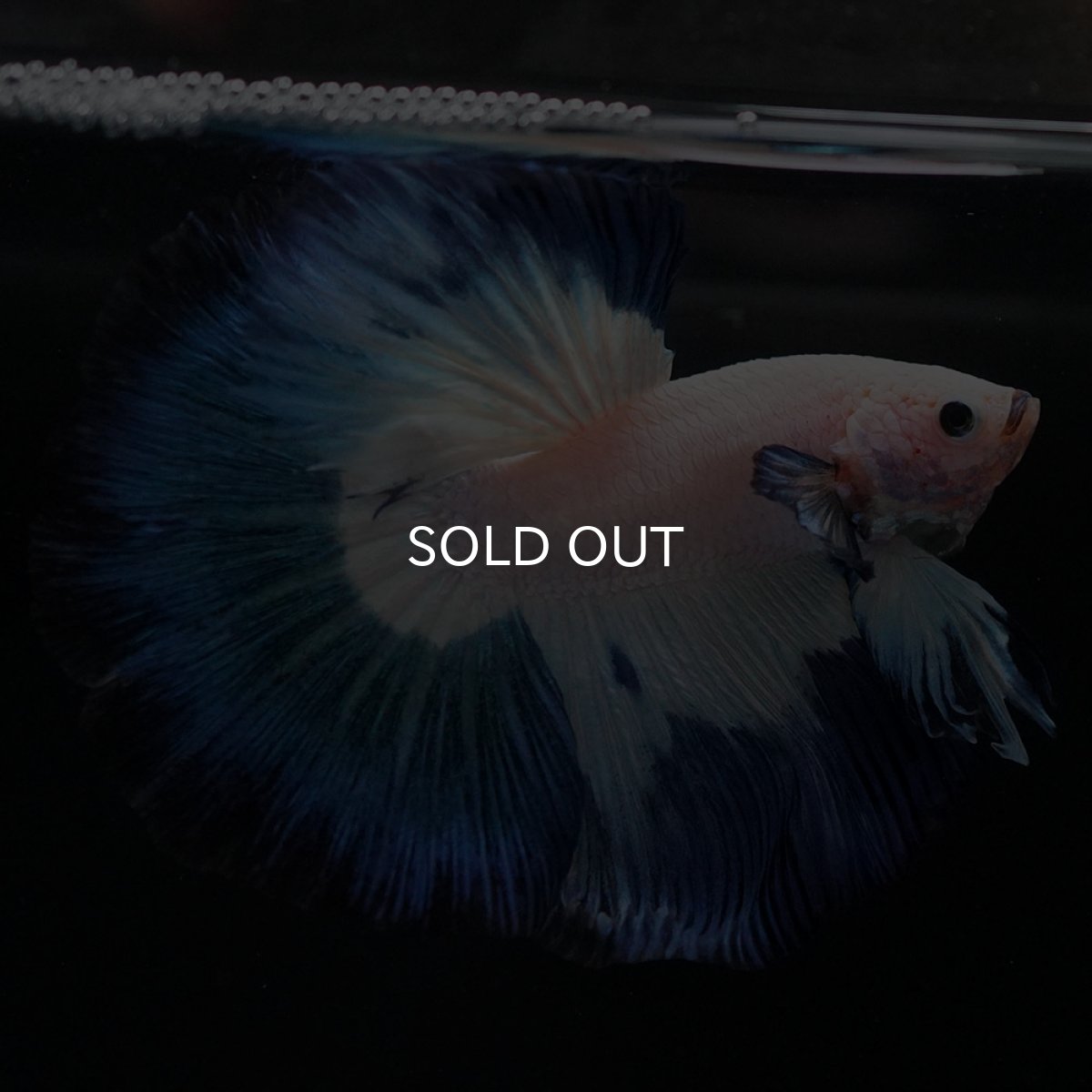 画像10: HM ホワイトブルー (10)