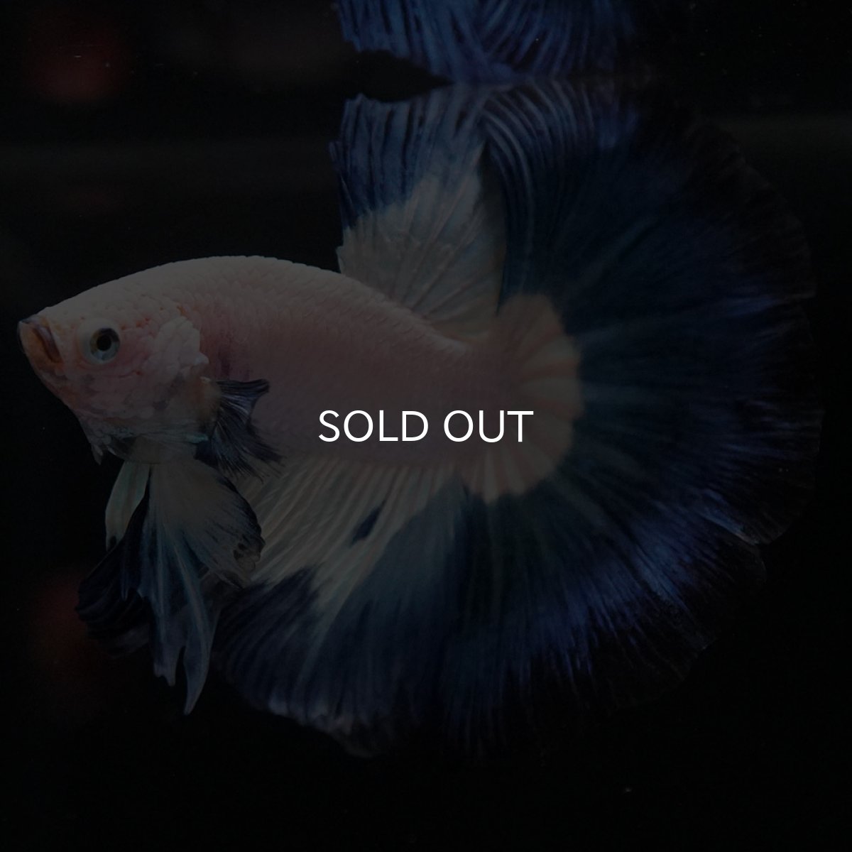 画像9: HM ホワイトブルー (9)