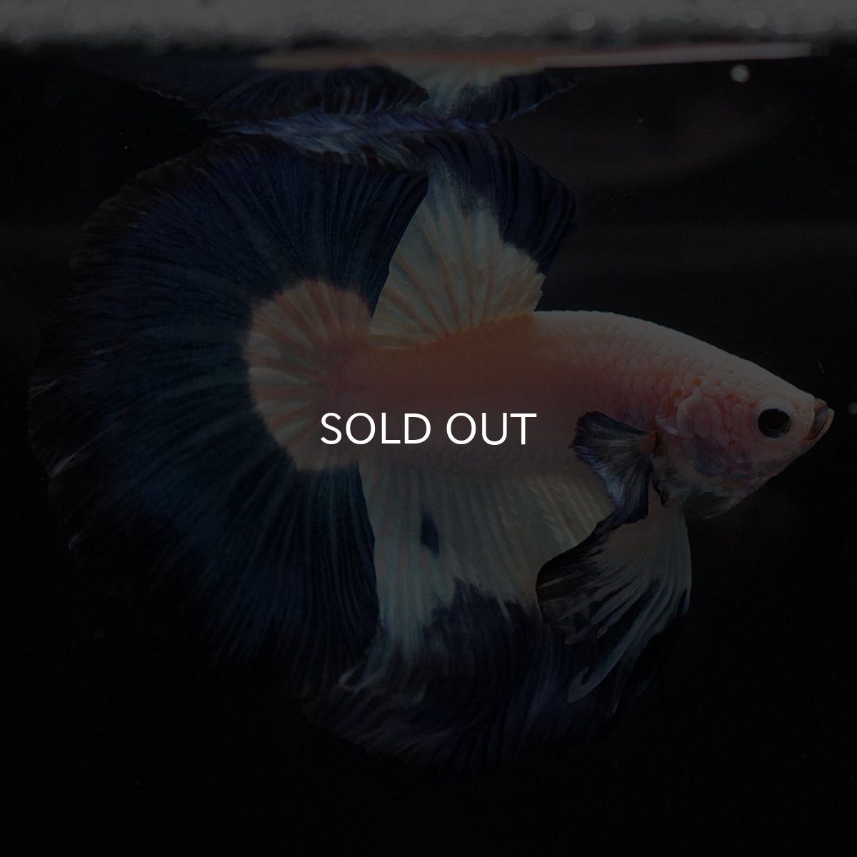 画像8: HM ホワイトブルー (8)