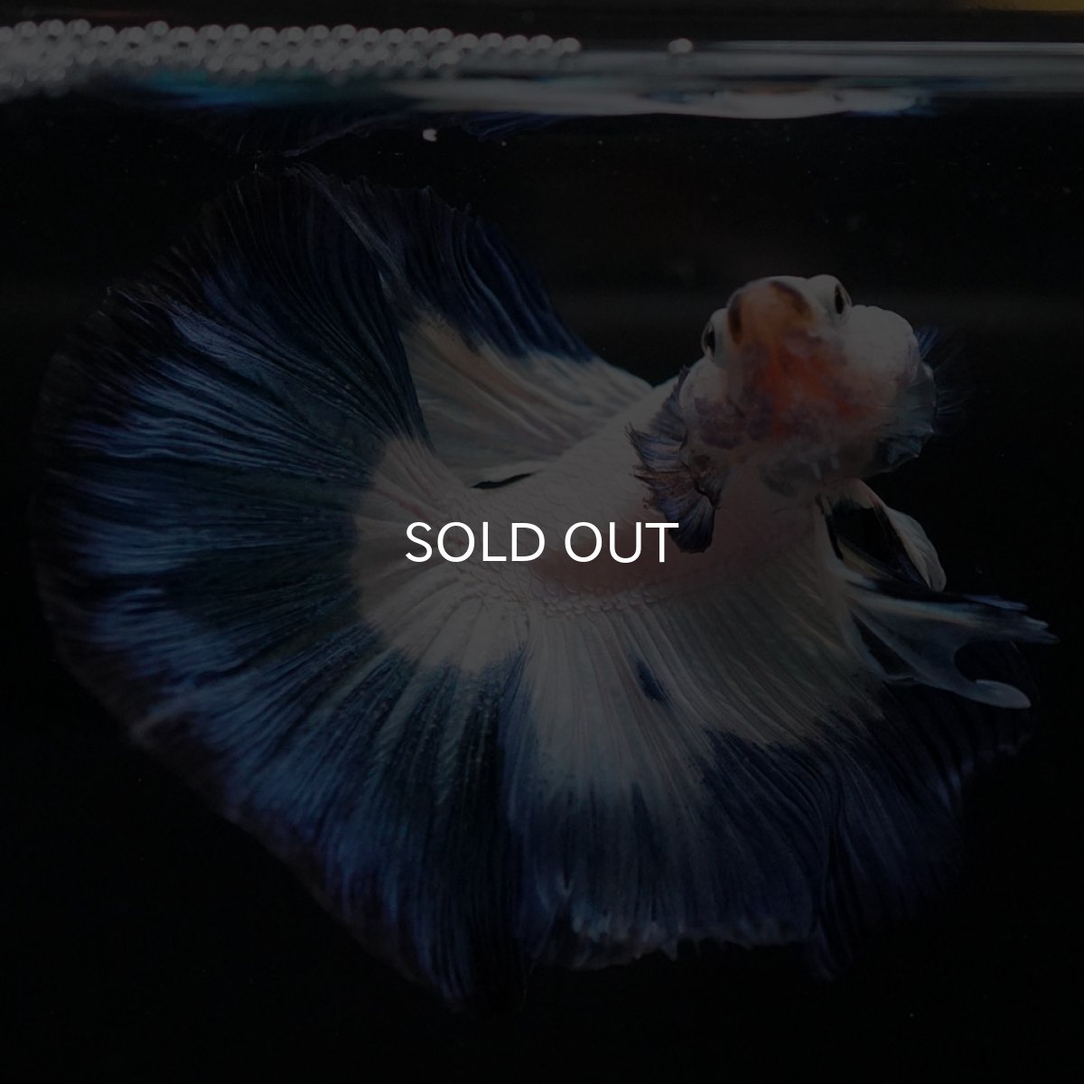 画像3: HM ホワイトブルー (3)