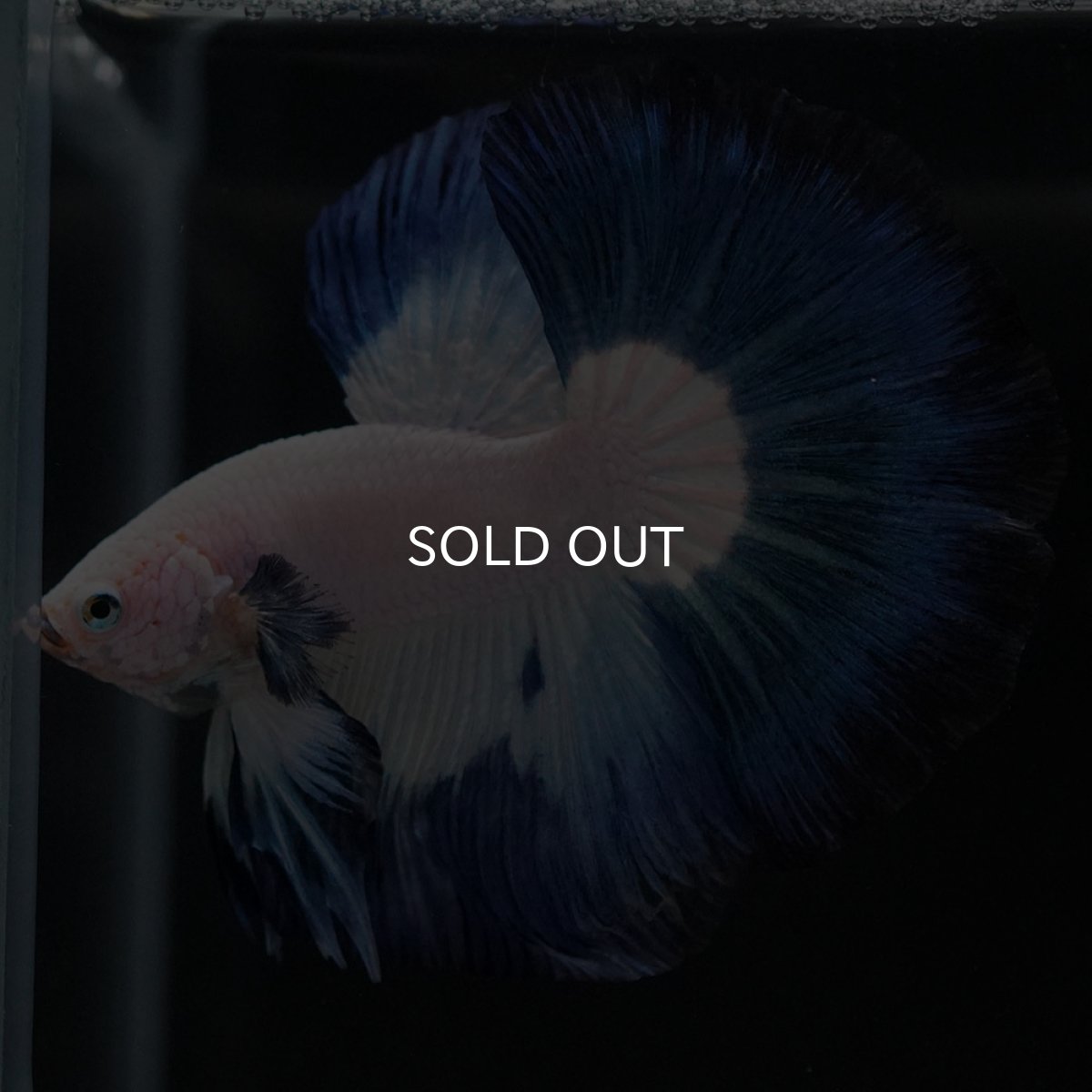 画像5: HM ホワイトブルー (5)