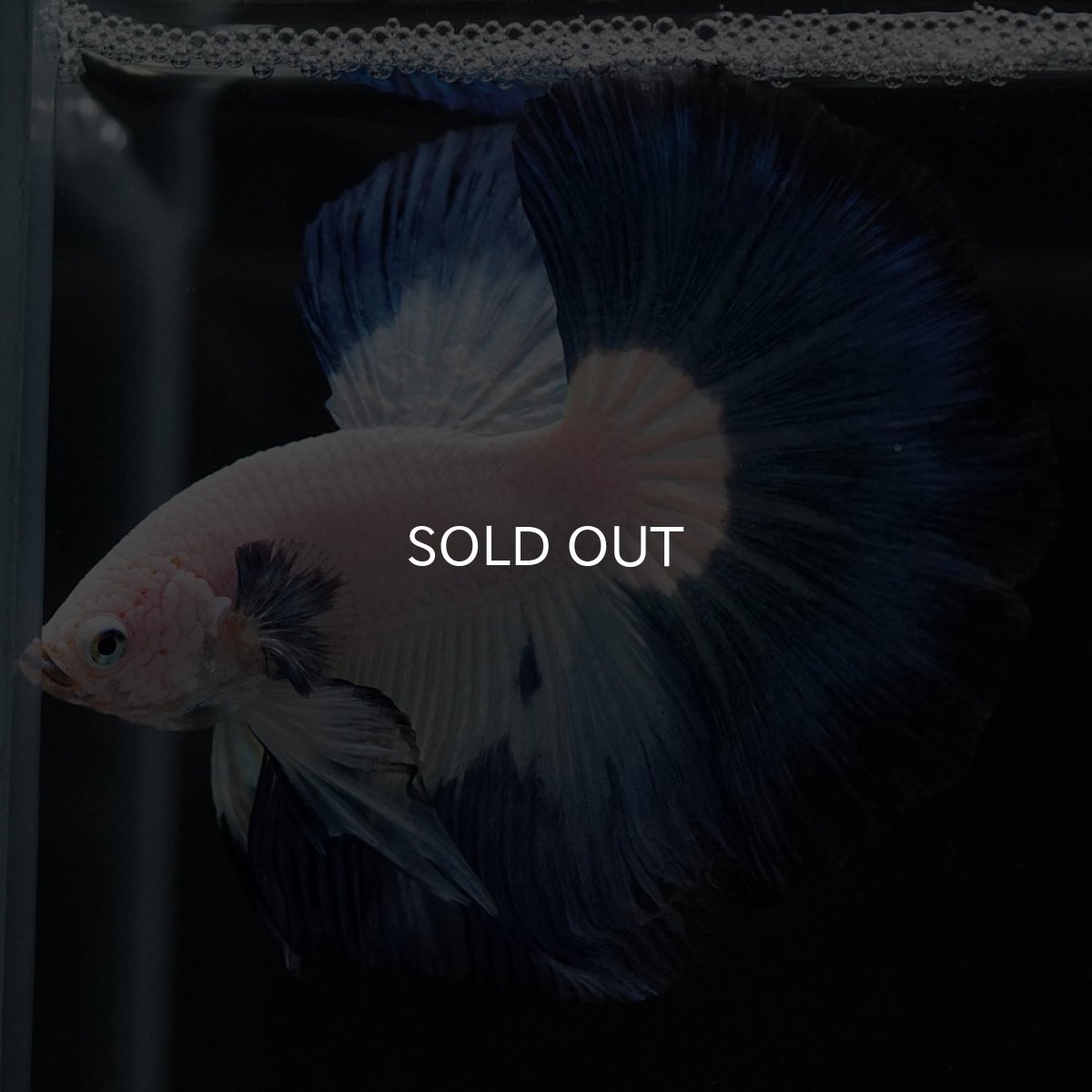 画像2: HM ホワイトブルー (2)