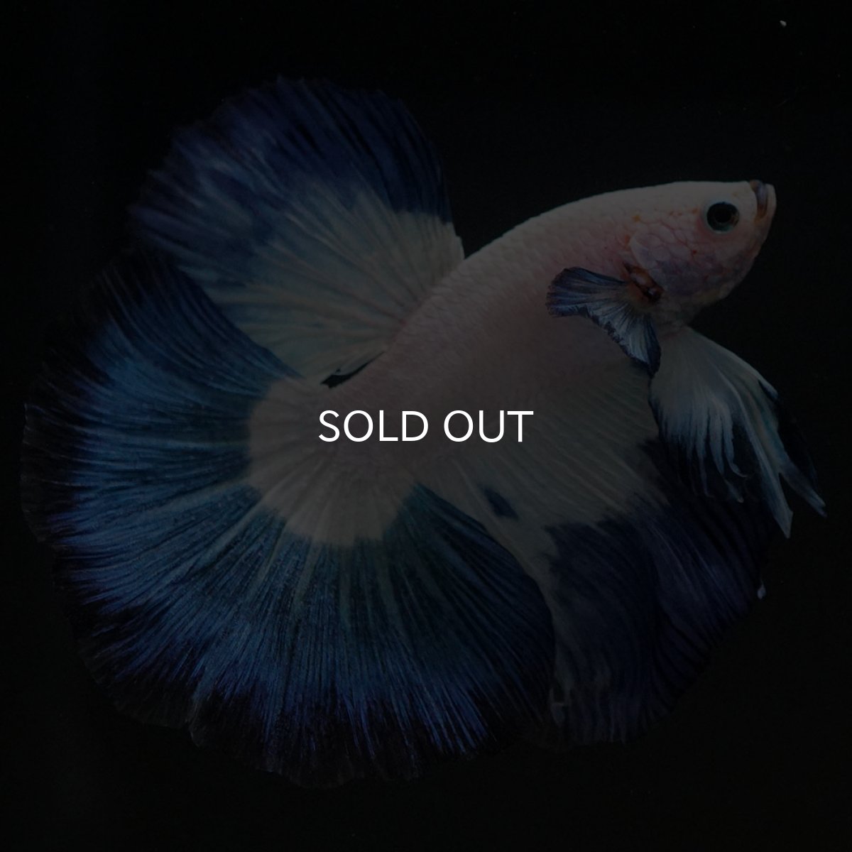 画像6: HM ホワイトブルー (6)