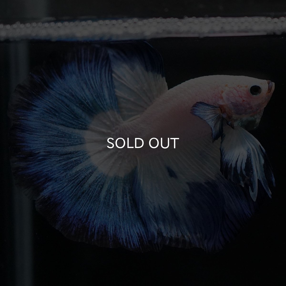 画像4: HM ホワイトブルー (4)