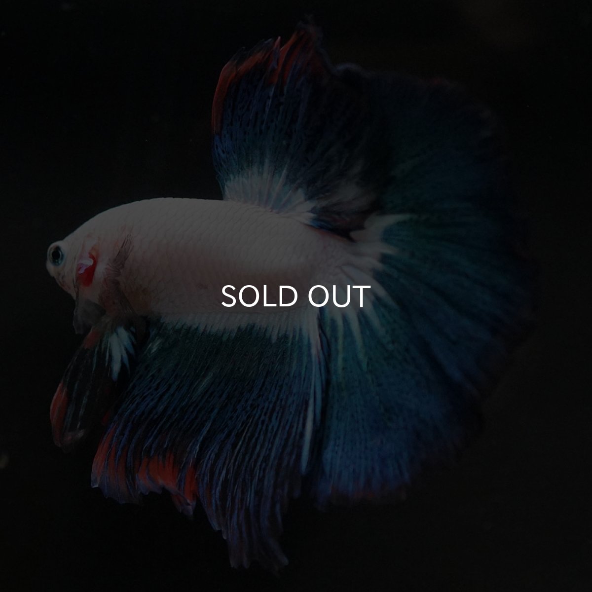 画像5: HM ホワイトファンシー (5)