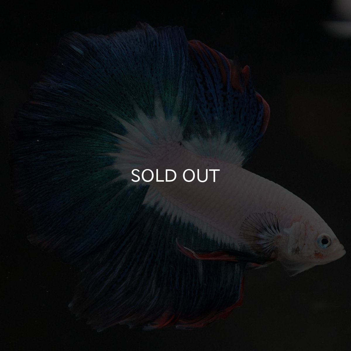 画像7: HM ホワイトファンシー (7)