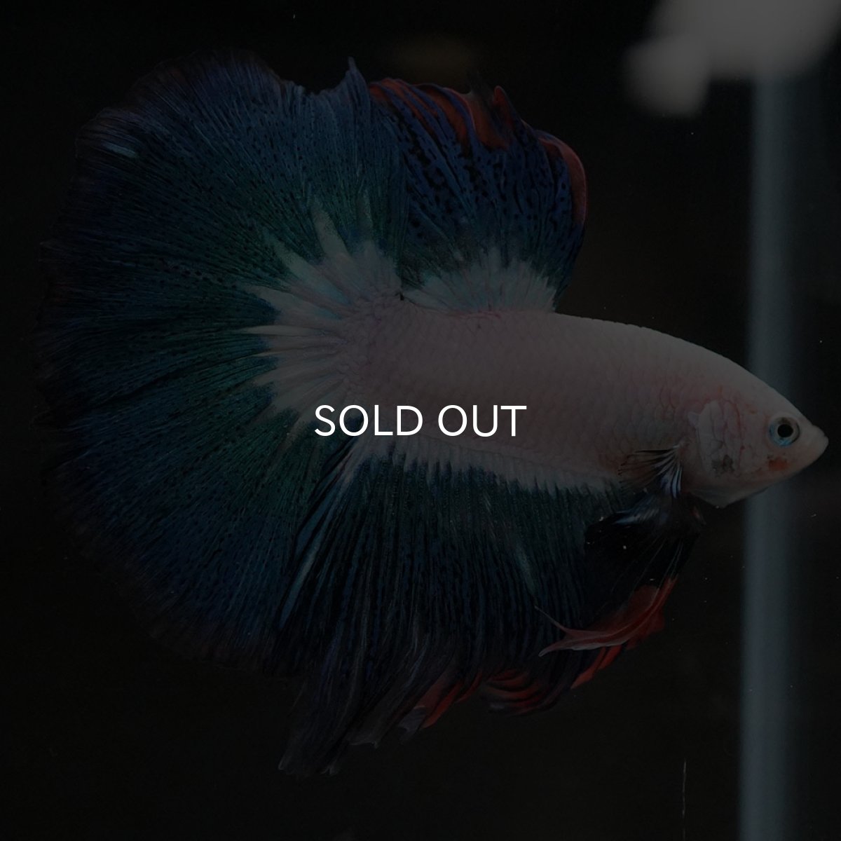 画像2: HM ホワイトファンシー (2)