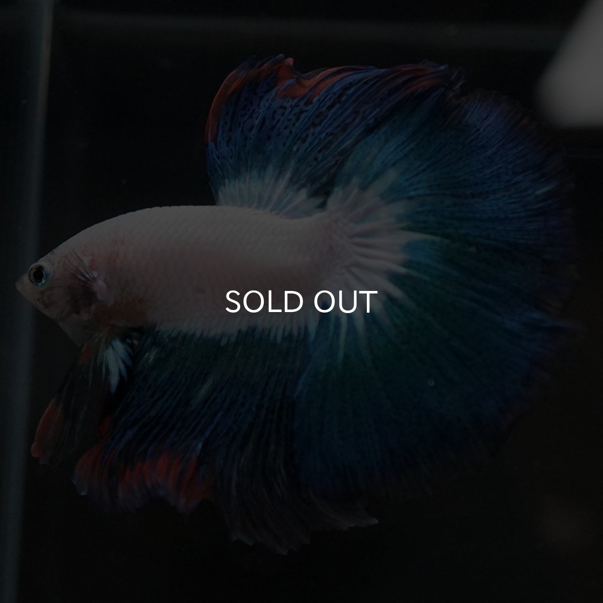 画像3: HM ホワイトファンシー (3)