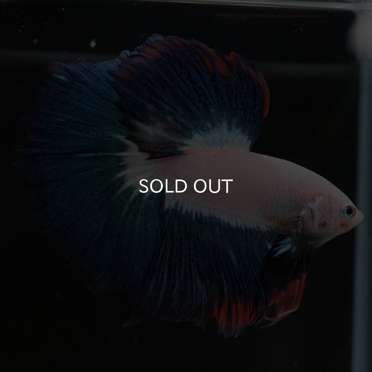 画像6: HM ホワイトファンシー (6)