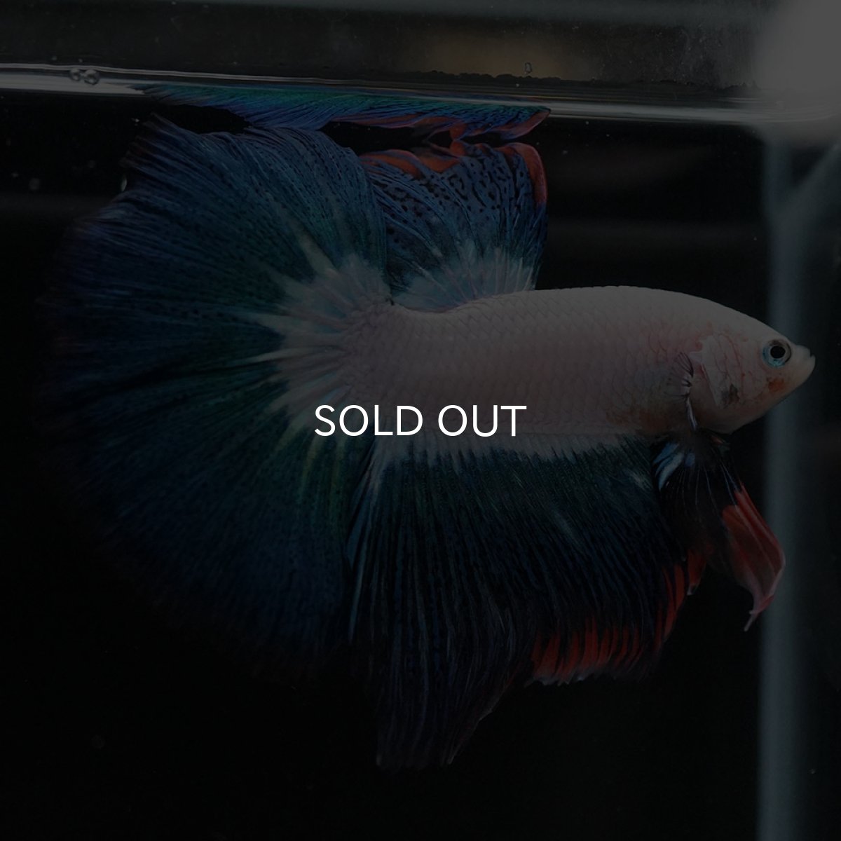 画像4: HM ホワイトファンシー (4)