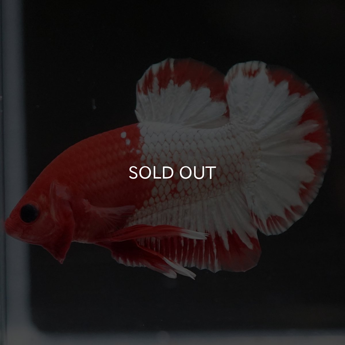 画像5: HMPK　オレンジファンシー　ホワイトスケール (5)