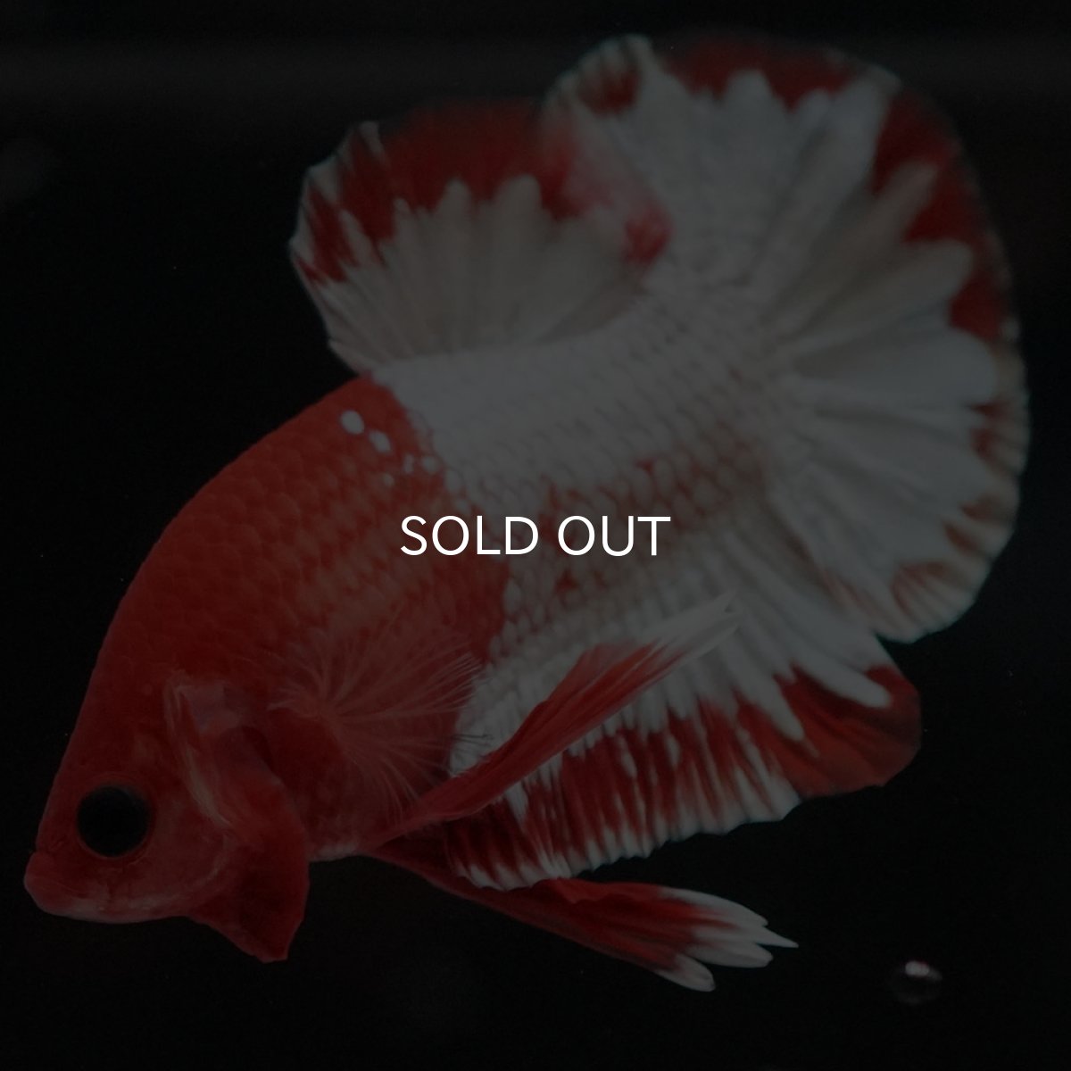 画像10: HMPK　オレンジファンシー　ホワイトスケール (10)