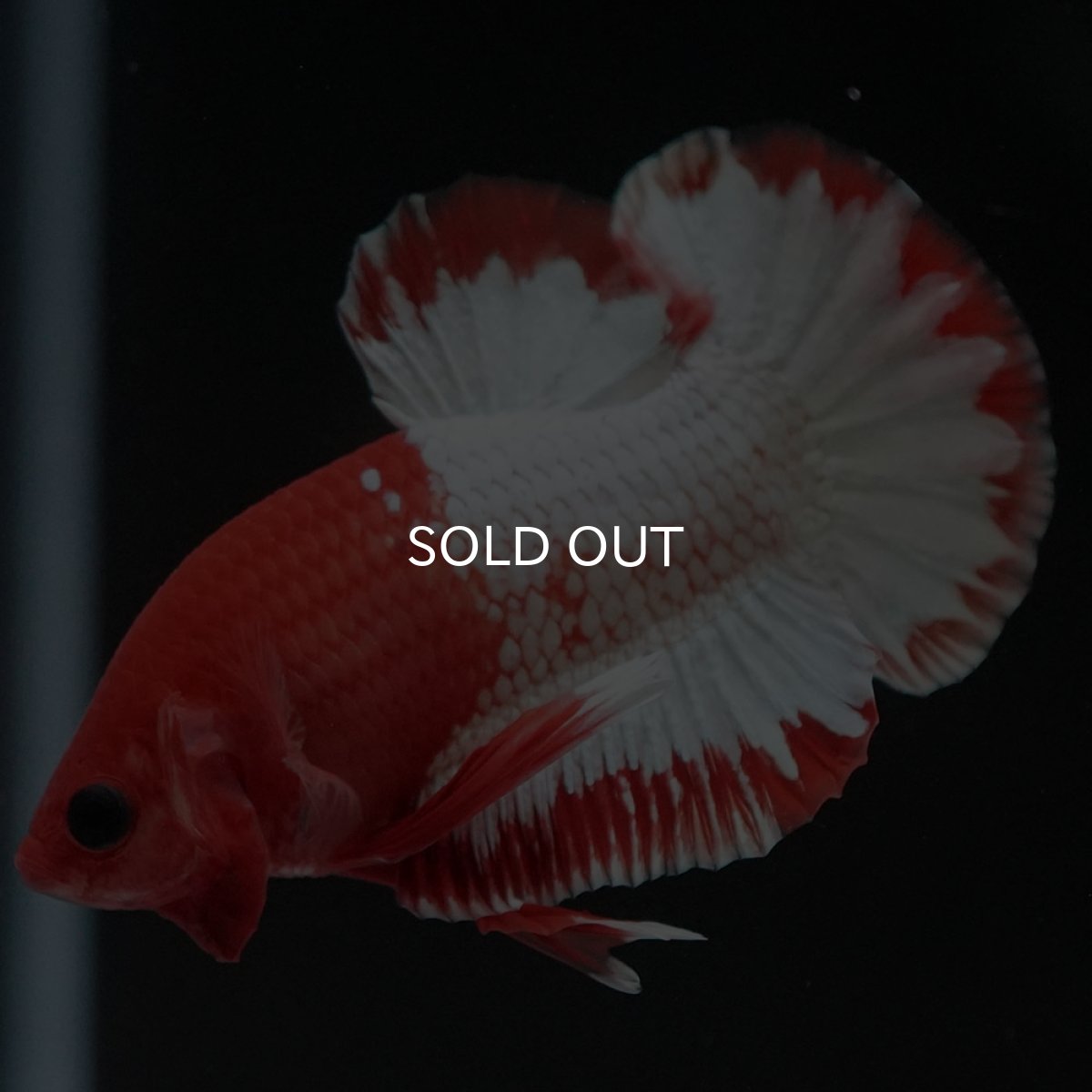 画像7: HMPK　オレンジファンシー　ホワイトスケール (7)