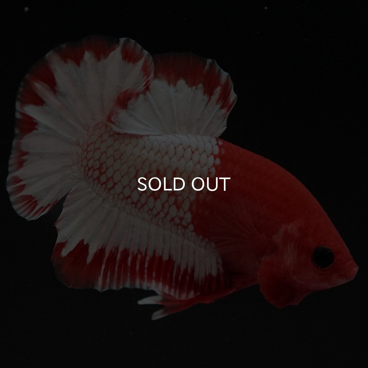 画像8: HMPK　オレンジファンシー　ホワイトスケール (8)