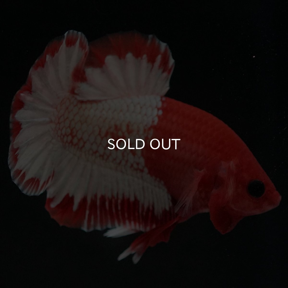 画像2: HMPK　オレンジファンシー　ホワイトスケール (2)