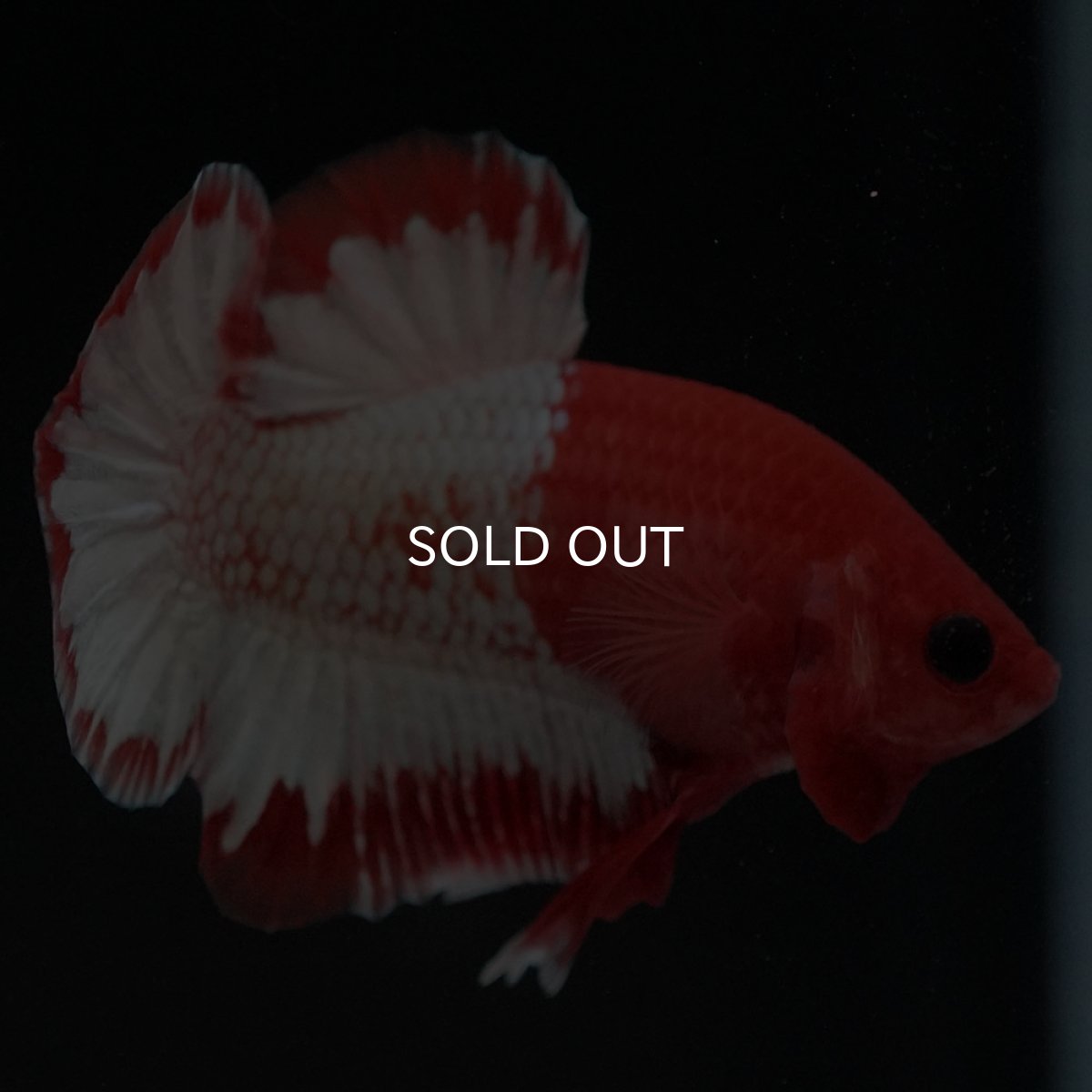 画像6: HMPK　オレンジファンシー　ホワイトスケール (6)