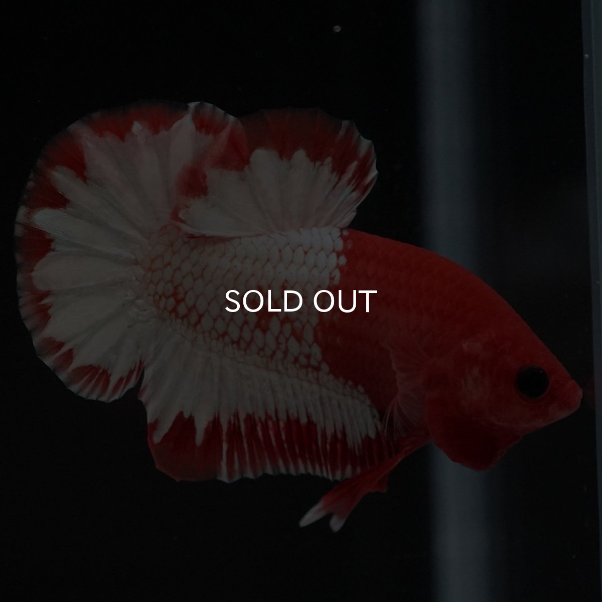 画像4: HMPK　オレンジファンシー　ホワイトスケール (4)