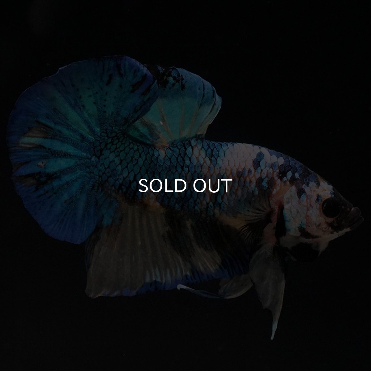 画像3: HMPK　イエロータイガーギャラクシー (3)