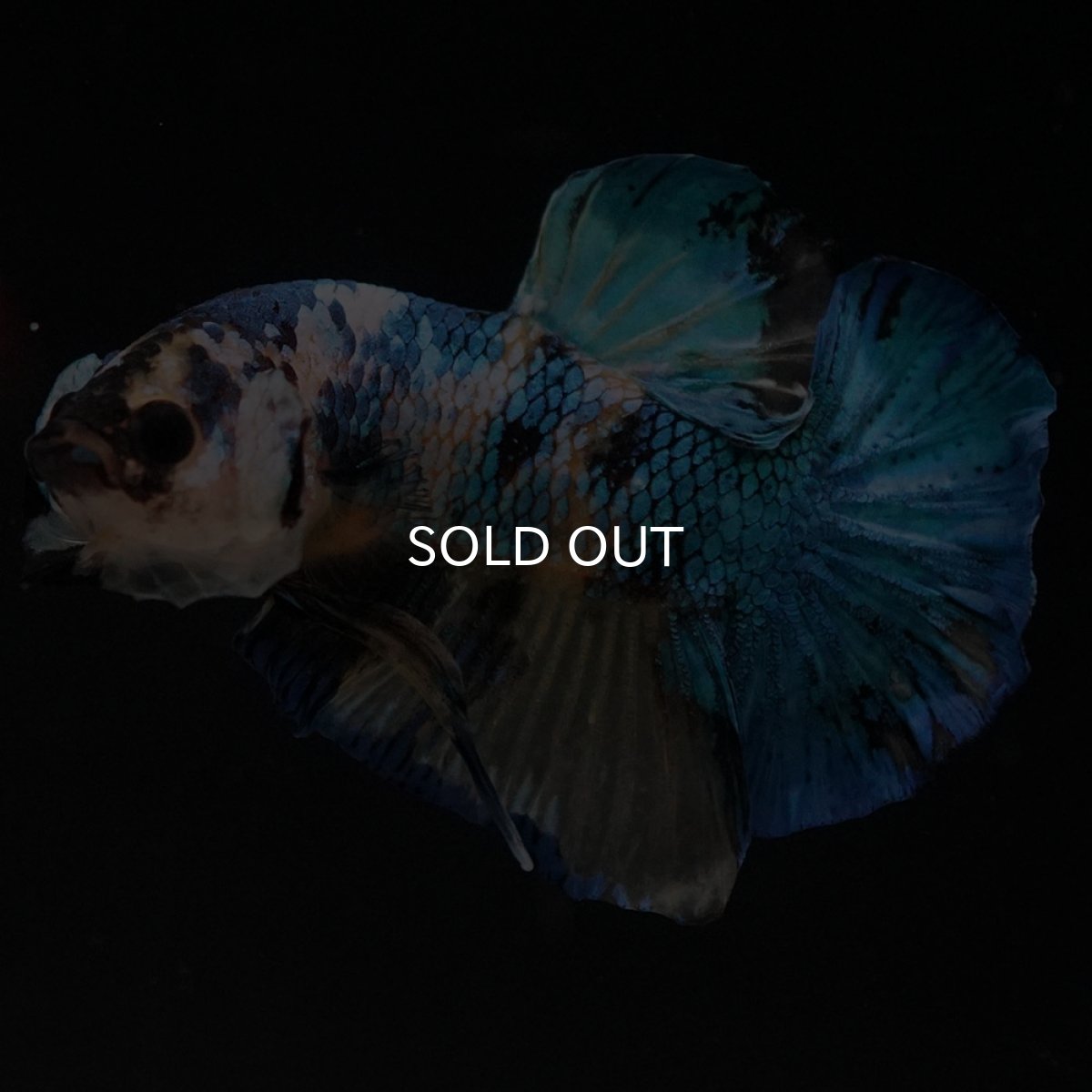 画像8: HMPK　イエロータイガーギャラクシー (8)