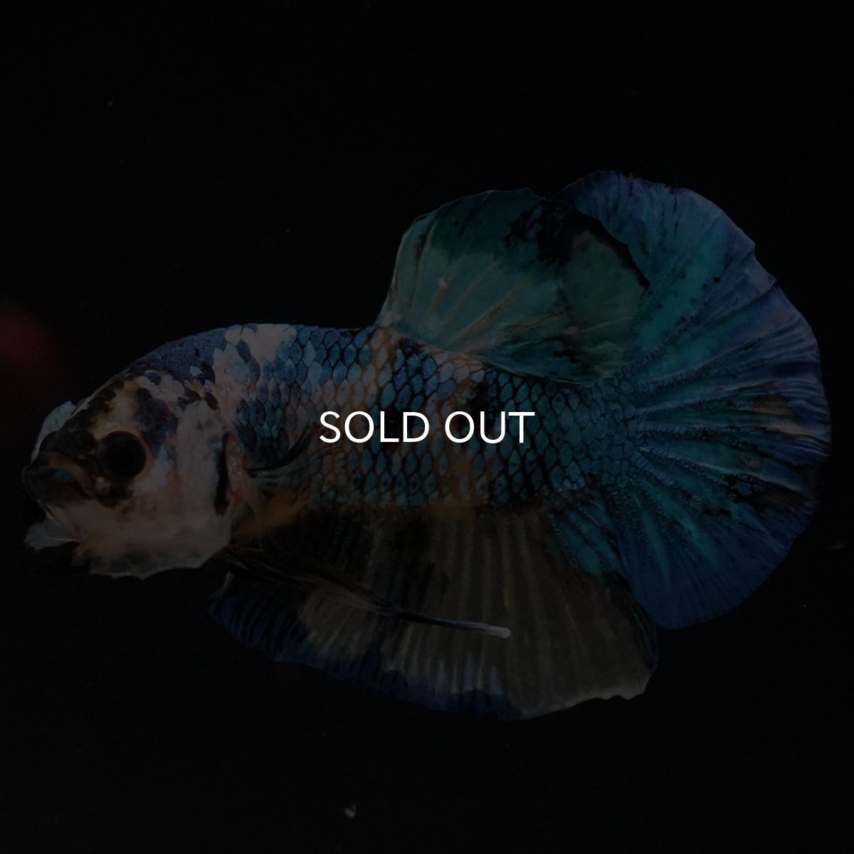 画像6: HMPK　イエロータイガーギャラクシー (6)