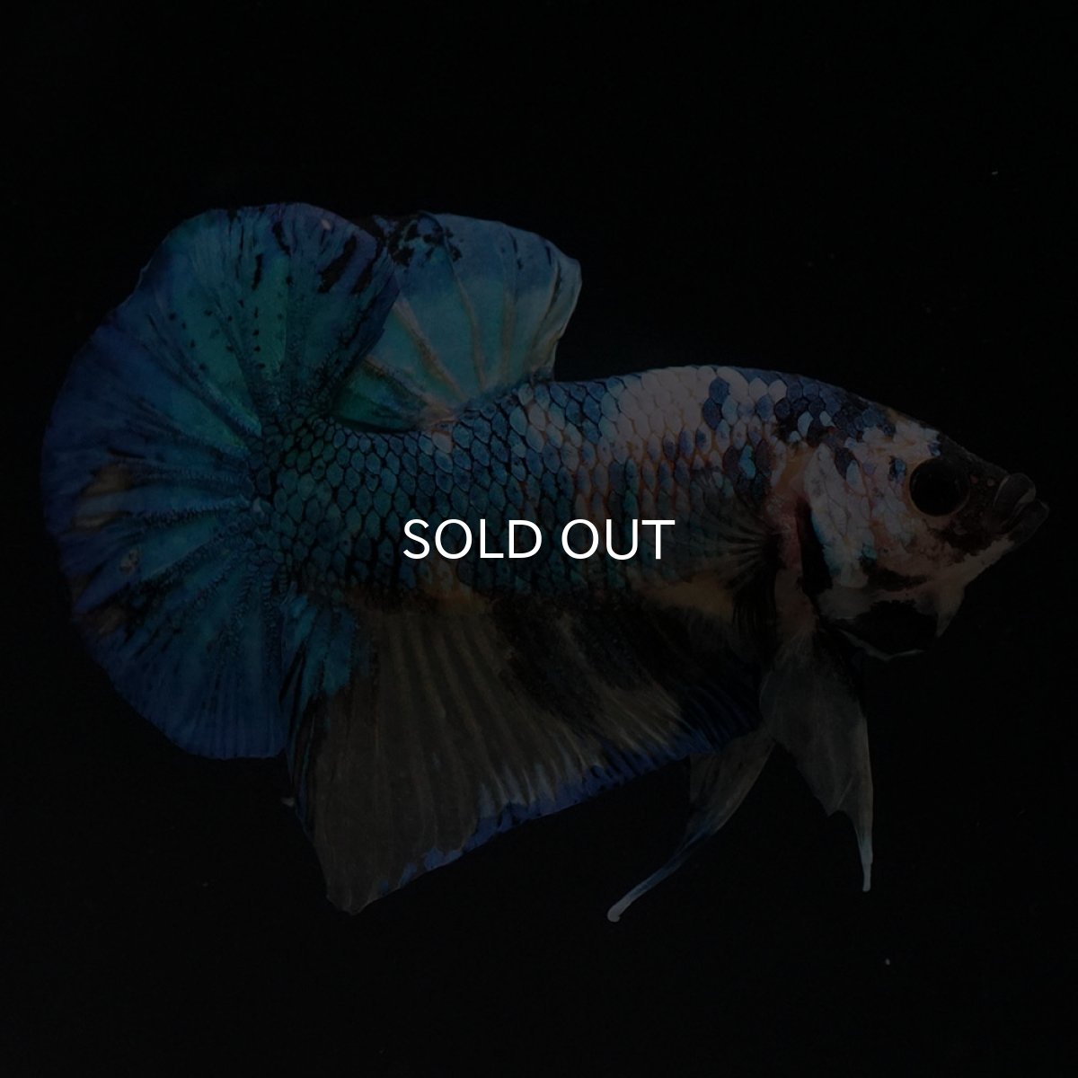 画像7: HMPK　イエロータイガーギャラクシー (7)