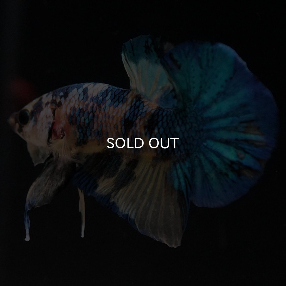 画像4: HMPK　イエロータイガーギャラクシー (4)