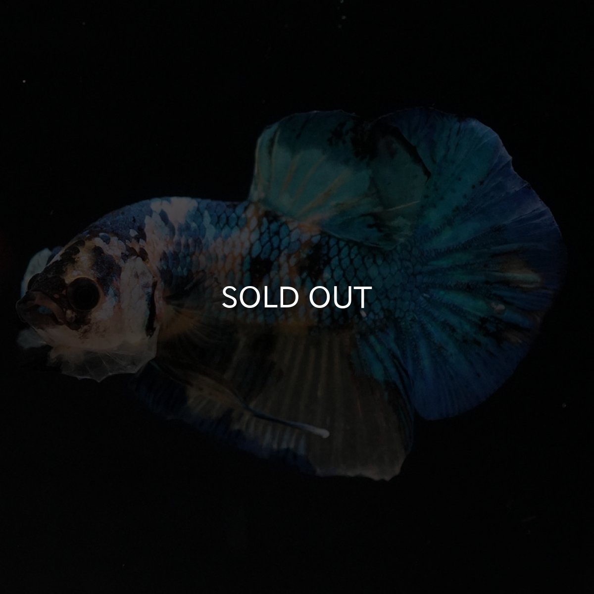 画像2: HMPK　イエロータイガーギャラクシー (2)