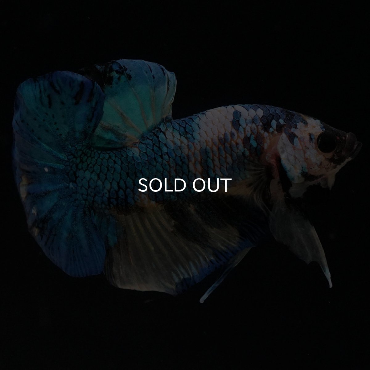 画像5: HMPK　イエロータイガーギャラクシー (5)