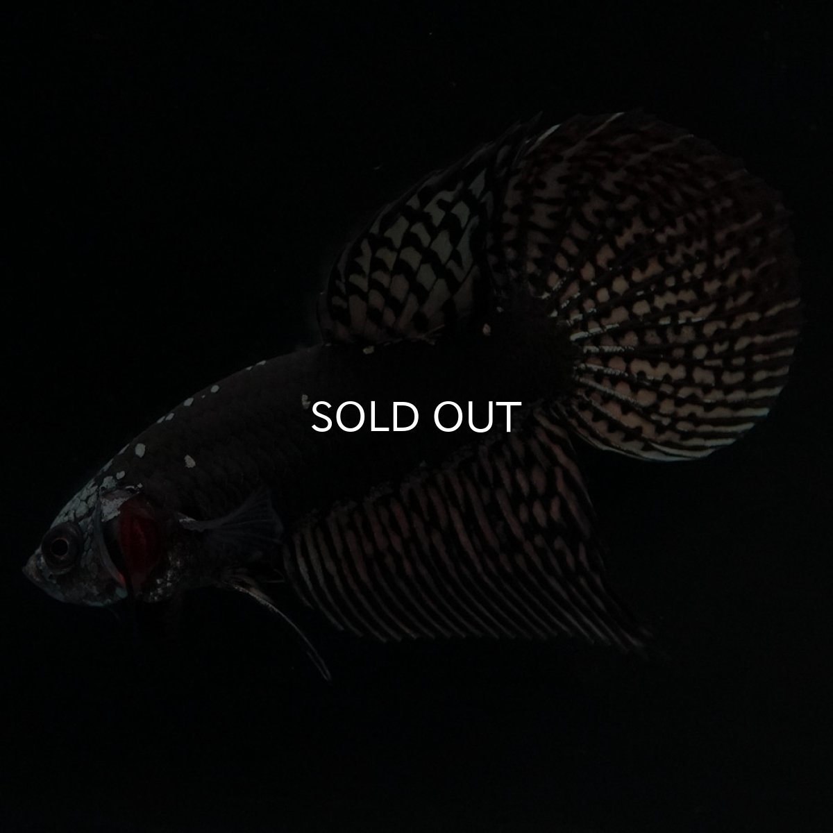 画像7: ワイルドハイブリッド　カッパー　サムライタイプ　♂のみ (7)