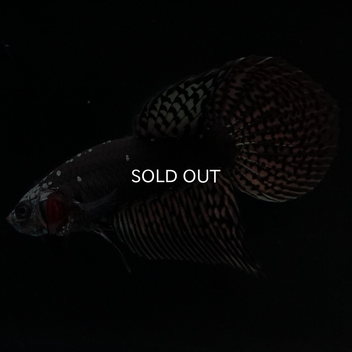 画像5: ワイルドハイブリッド　カッパー　サムライタイプ　♂のみ (5)