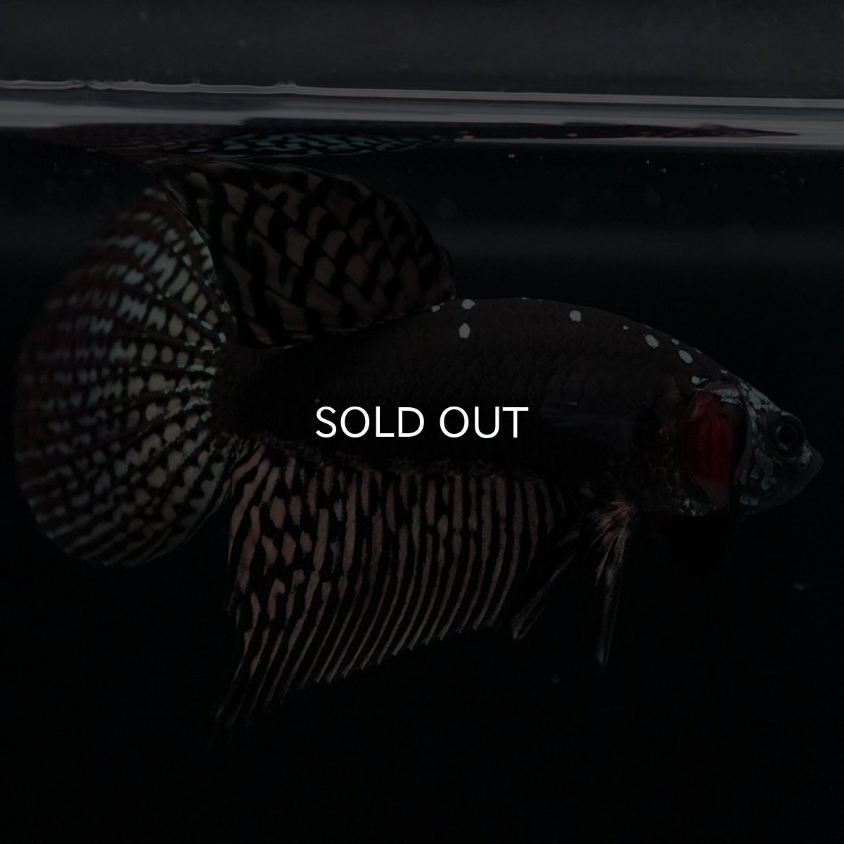 画像11: ワイルドハイブリッド　カッパー　サムライタイプ　♂のみ (11)