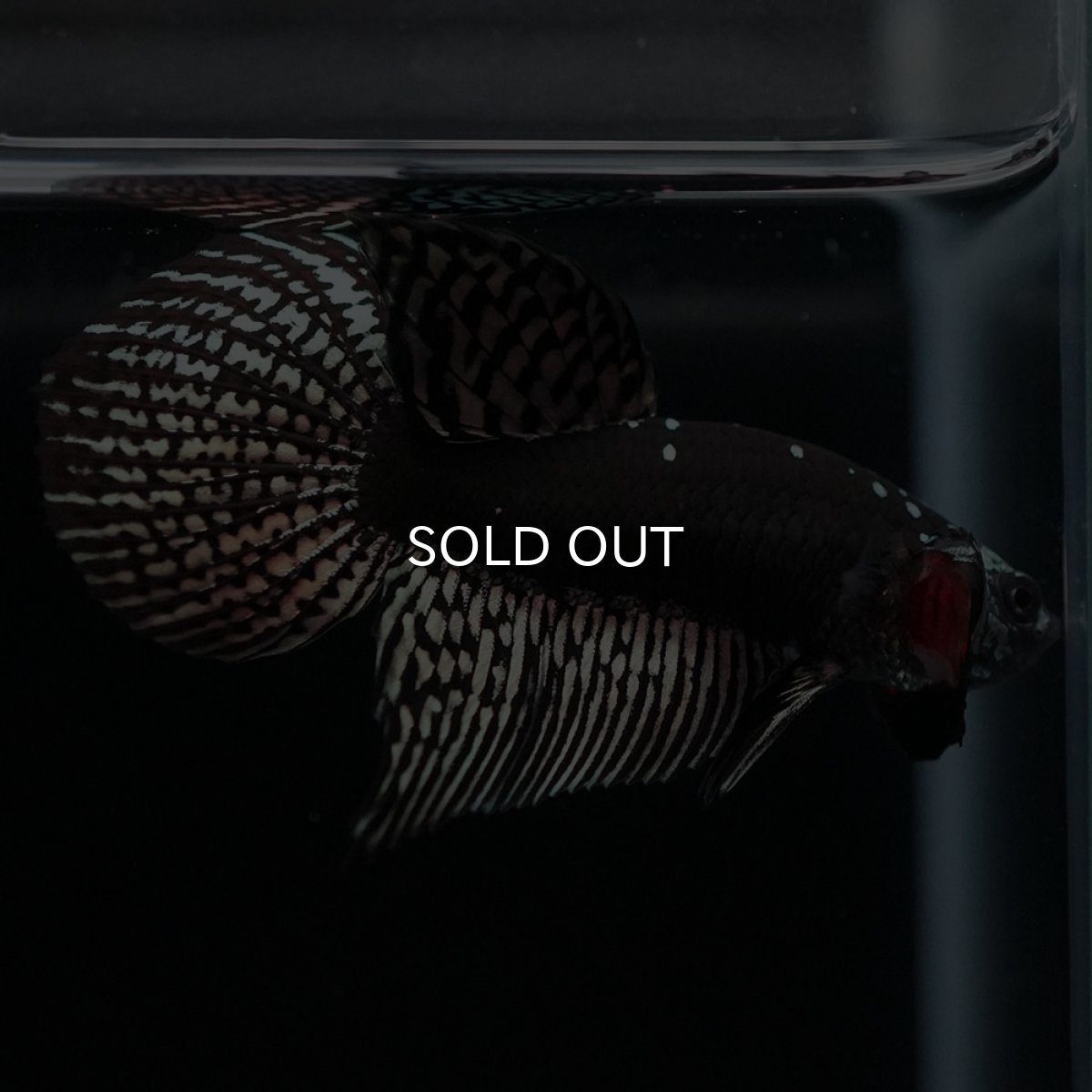 画像10: ワイルドハイブリッド　カッパー　サムライタイプ　♂のみ (10)