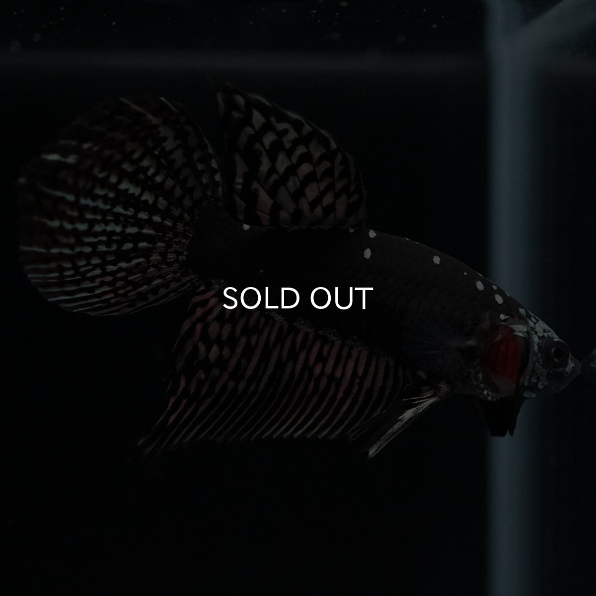 画像9: ワイルドハイブリッド　カッパー　サムライタイプ　♂のみ (9)